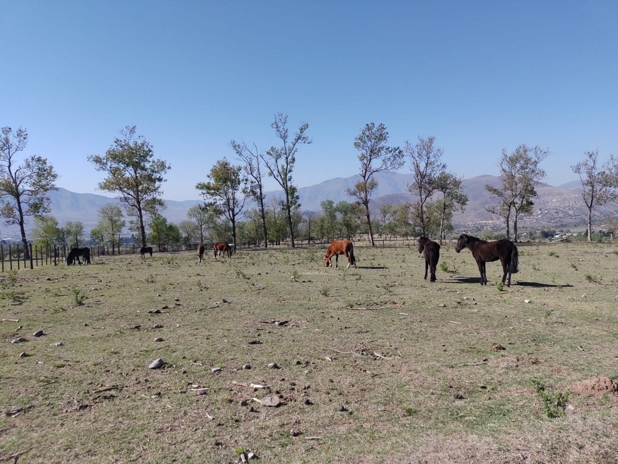 LA DONOSA, TAFI DEL VALLE